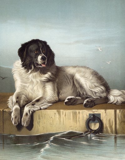 Un membre distingué de la Société Humaine - Edwin after Landseer