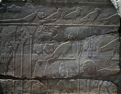 Plantes et animaux rapportés de l