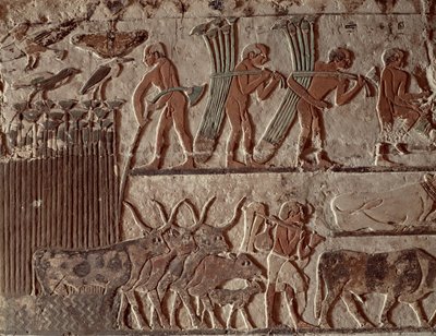 Récolte de papyrus et groupe de vaches, Ancien Empire (peinture murale) - Egyptian 5th Dynasty