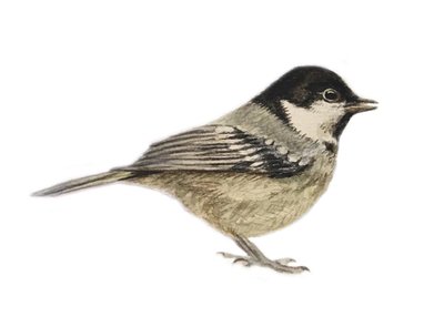 Coal Tit, 2019 (aquarelle et crayon) - Eleanor Grafton