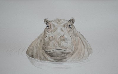 Hippopotame, 2021 (aquarelle) - Eleanor Grafton