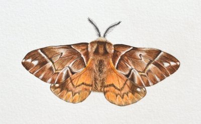 La noctuelle de la gloire de Kentish, 2023 - Eleanor Grafton