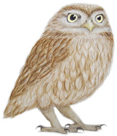 Petit hibou, 2011 (aquarelle et crayon sur papier) - Eleanor Grafton