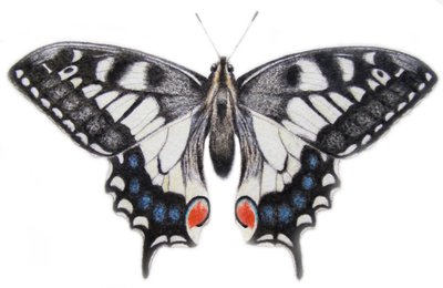 Hirondelle, 2012 (aquarelle et crayon) - Eleanor Grafton