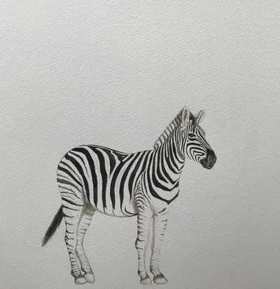 Zèbre, 2018 (crayon aquarelle et peinture) - Eleanor Grafton