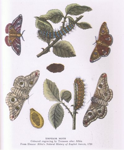 Papillon Empereur, Nature en Grande-Bretagne publiée par Collins - Eleazar (after) Albin