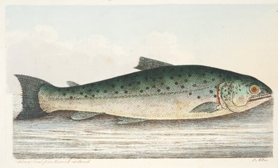 La Truite saumonée de Berwick sur Tweed, d