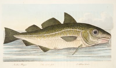Le Cabillaud, d