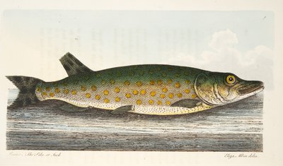 Le Brochet, d