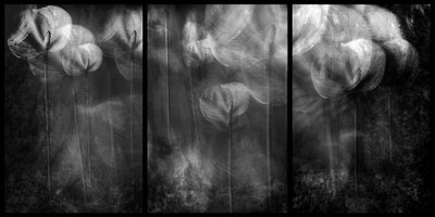 Formes florales éthérées - Elena Arjona