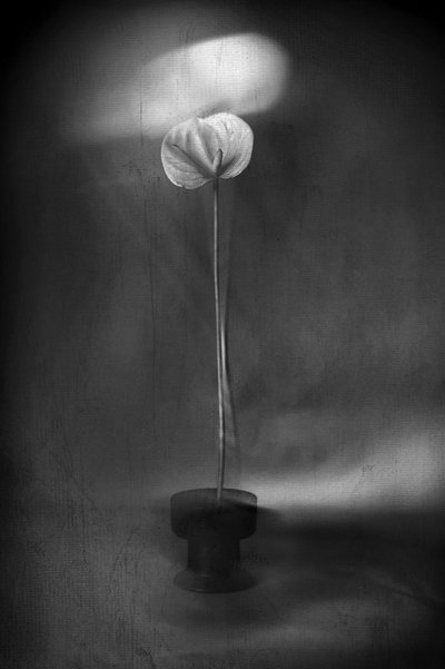 Une floraison lumineuse et gracieuse - Elena Arjona
