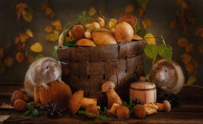 Les champignons d