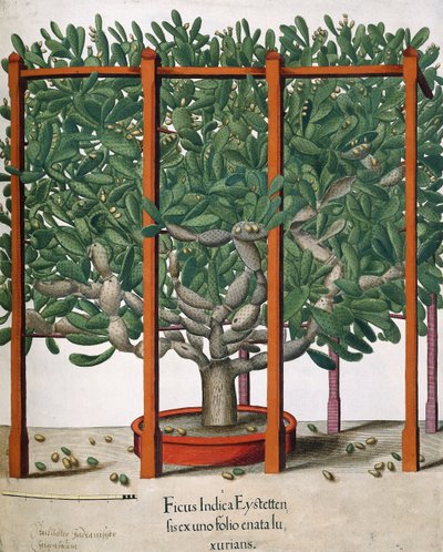Ficus Indica Eystetten fis ex uno Folio Enata lu Xurians, 1613 - Elias Gottleib Haussmann