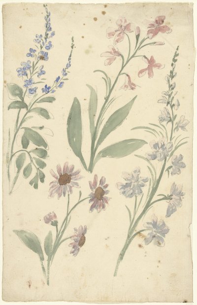 Quatre études de fleurs roses et bleues - Elias van Nijmegen