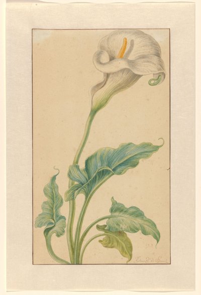 Arum blanc - Elias van den Broeck (signed by artist)