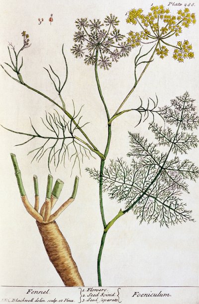 Fenouil, planche 288 de 