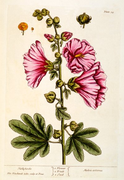 Rose trémière, planche 54 de 