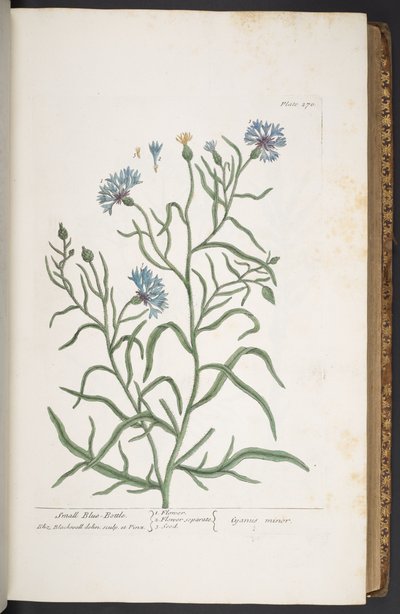 Planche 270, Petite Centaurée, de 