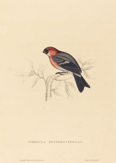 Pyrrhula Erythrocephala (Bouvreuil à tête rouge) - Elizabeth Gould