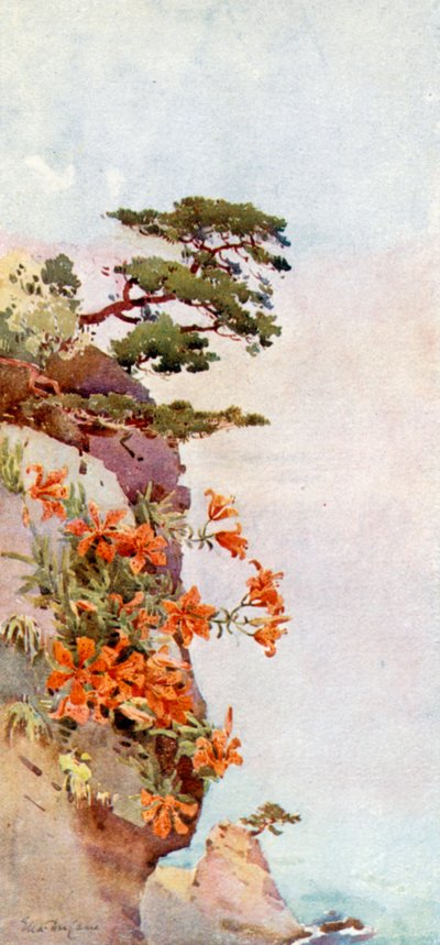 Lys sur les Rochers, Atami - Ella Du Cane