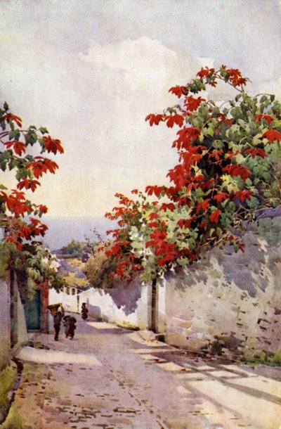 Poinsettia sur la route du Mont - Ella Du Cane