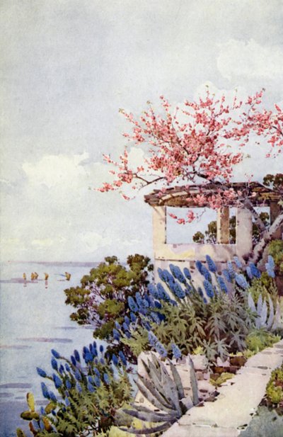 Fierté de Madère et Fleur de Pêcher - Ella Du Cane