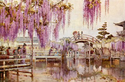 Wistaria, Kameido - Ella Du Cane