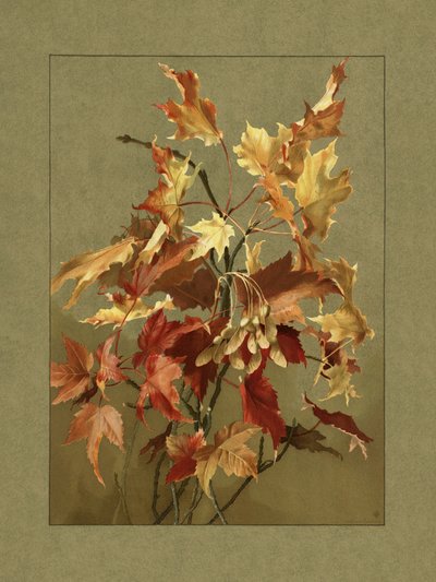 Feuilles d