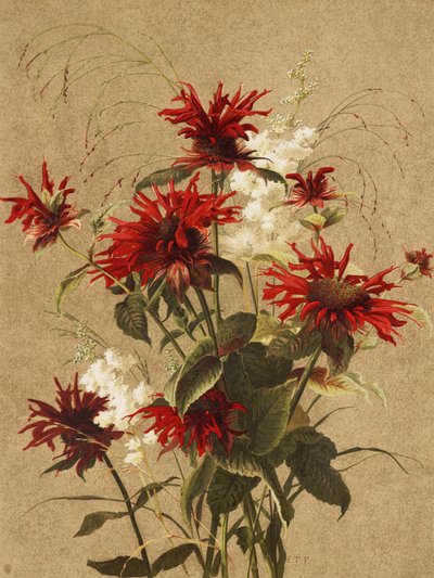 Balm et Spiraea, par Ellen Thayer Fisher - Ellen Thayer Fisher