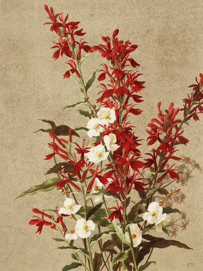 Fleurs de cardinal - Ellen Thayer Fisher