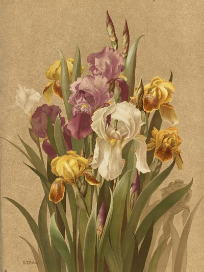 Fleur De Lis, No. 3 - Ellen Thayer Fisher