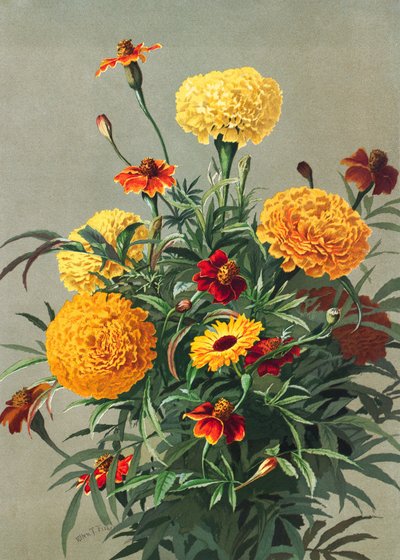 Soucis - Ellen Thayer Fisher