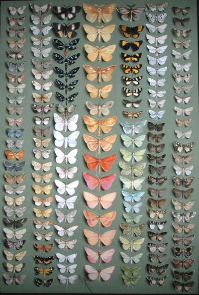 Cent cinquante-huit papillons - Ellis Rowan