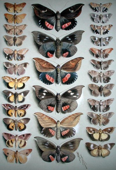 Trente Papillons - Ellis Rowan