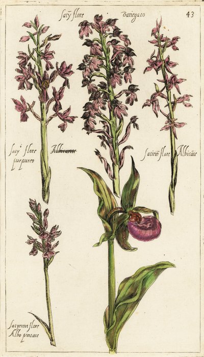 Différentes variétés d