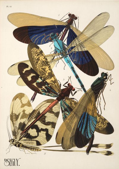 Planche 10 de Insectes, pub. années 1930 - Émile Allain Séguy