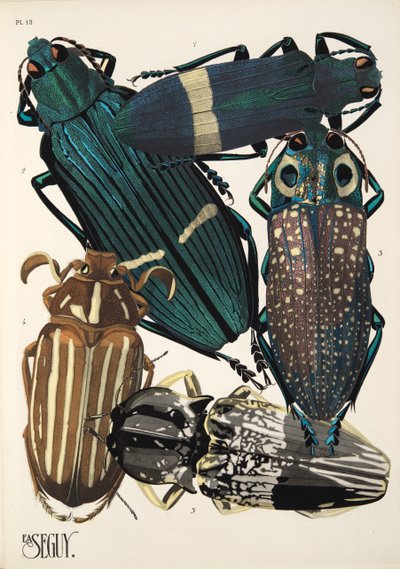 Planche 13 de Insectes, pub. années 1930 - Émile Allain Séguy