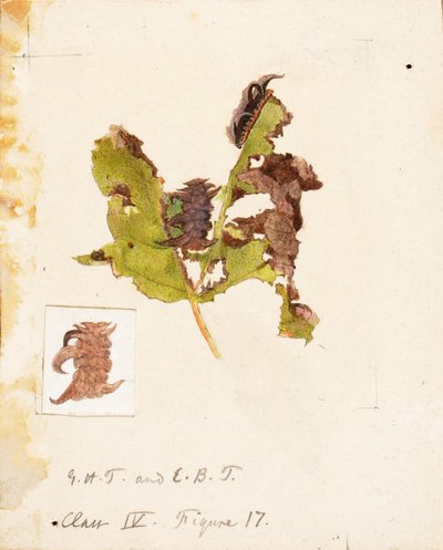 Chenille à feuilles froissées, étude pour le livre La dissimulation de la coloration dans le règne animal - Emma Beach Thayer