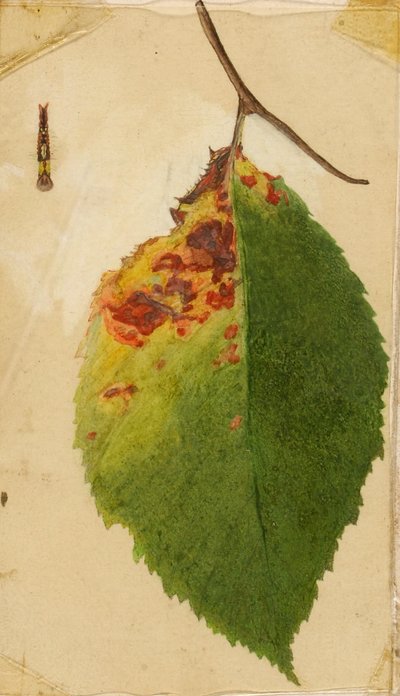Bord de feuille froissé et flétri imitant une chenille, étude pour le livre La dissimulation de la coloration dans le règne animal - Emma Beach Thayer