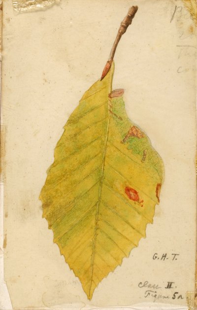 Bord de feuille froissé et flétri imitant une chenille, étude pour le livre La dissimulation de la coloration dans le règne animal - Emma Beach Thayer
