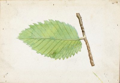 Jagged Leaf Edge Caterpillar, étude pour le livre Concealing Coloration in the Animal Kingdom (La dissimulation de la coloration dans le règne animal) - Emma Beach Thayer