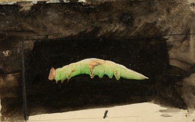 Chenille à grandes taches de la bordure de la feuille de plage, étude pour le livre Concealing Coloration in the Animal Kingdom (en anglais) - Emma Beach Thayer