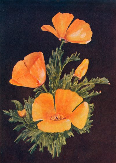 Pavot de Californie, vers 1915 - Emma Graham Clock