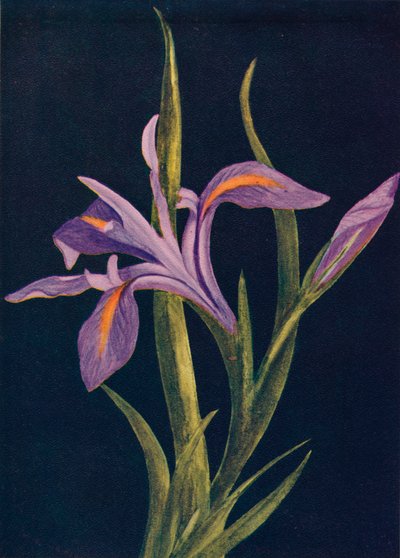 Iris terrestre - Emma Graham Clock