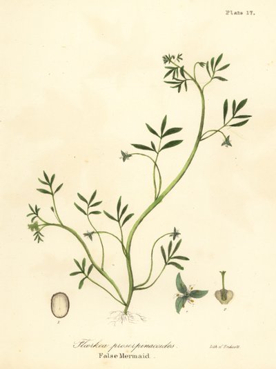 Fausse sirène, Floerkea proserpinacoides - Endicott Endicott