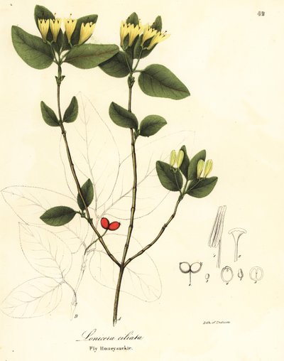 Chèvrefeuille des mouches, Lonicera ciliata - Endicott Endicott