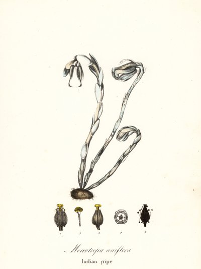 Plante fantôme, pipe indienne ou plante cadavre, Monotropa uniflora - Endicott Endicott