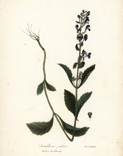 Scutellaria elliptica - Endicott Endicott