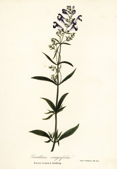 Scutellaria integrifolia - Endicott Endicott