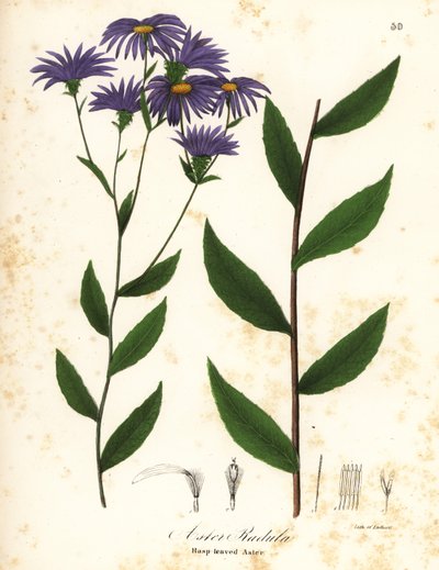 Aster rugueux ou aster des bois rugueux, Eurybia radula (Aster à feuilles râpeuses, Aster radula) - Endicott Endicott